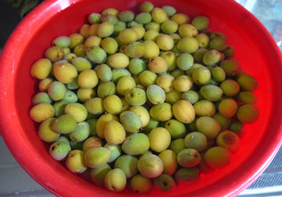 ume2.jpg